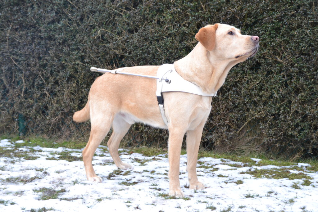 Foto van blonde labrador Tobias die met zijn tuig aan in de sneeuw staat bij KNGF Geleidehonden.