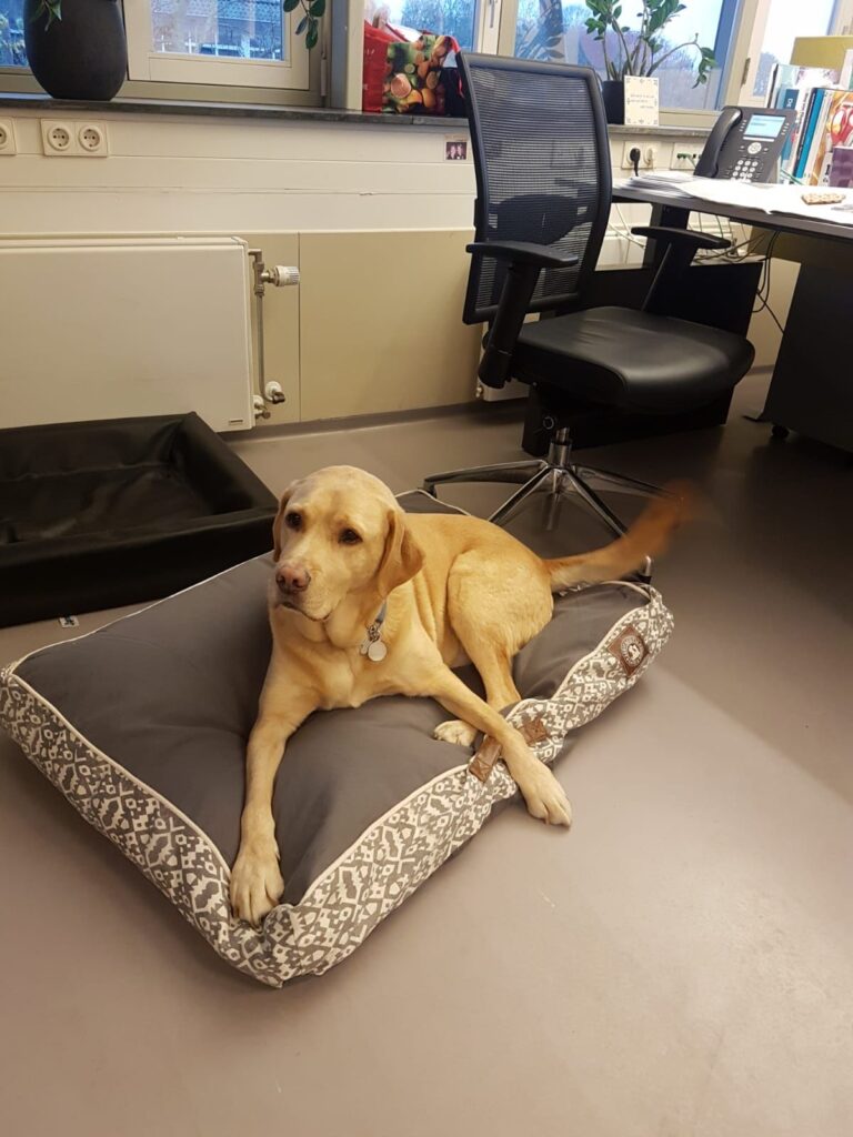 Foto van blonde labrador Tobias, die op een kussen ligt, in een kantoor van KNGF Geleidehonden.