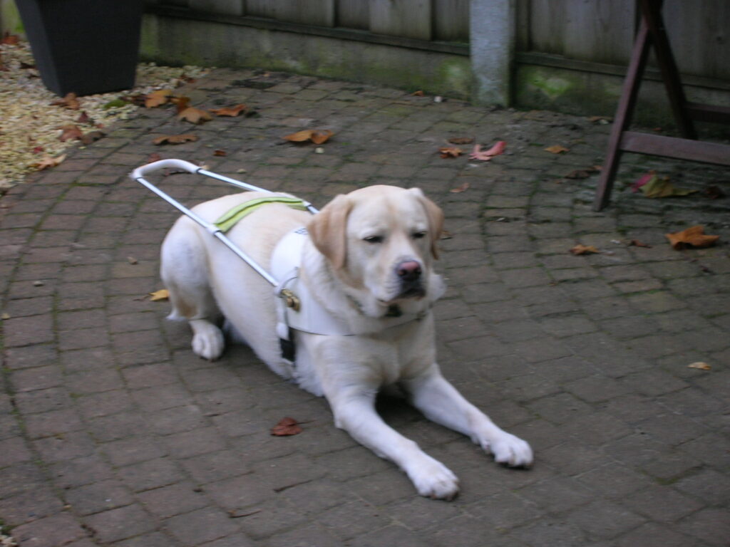 Foto van zeer blonde labrador, Umbar, die met zijn tuig aan ligt, tijdens de instructieperiode van KNGF Geleidehonden in december 2009.
