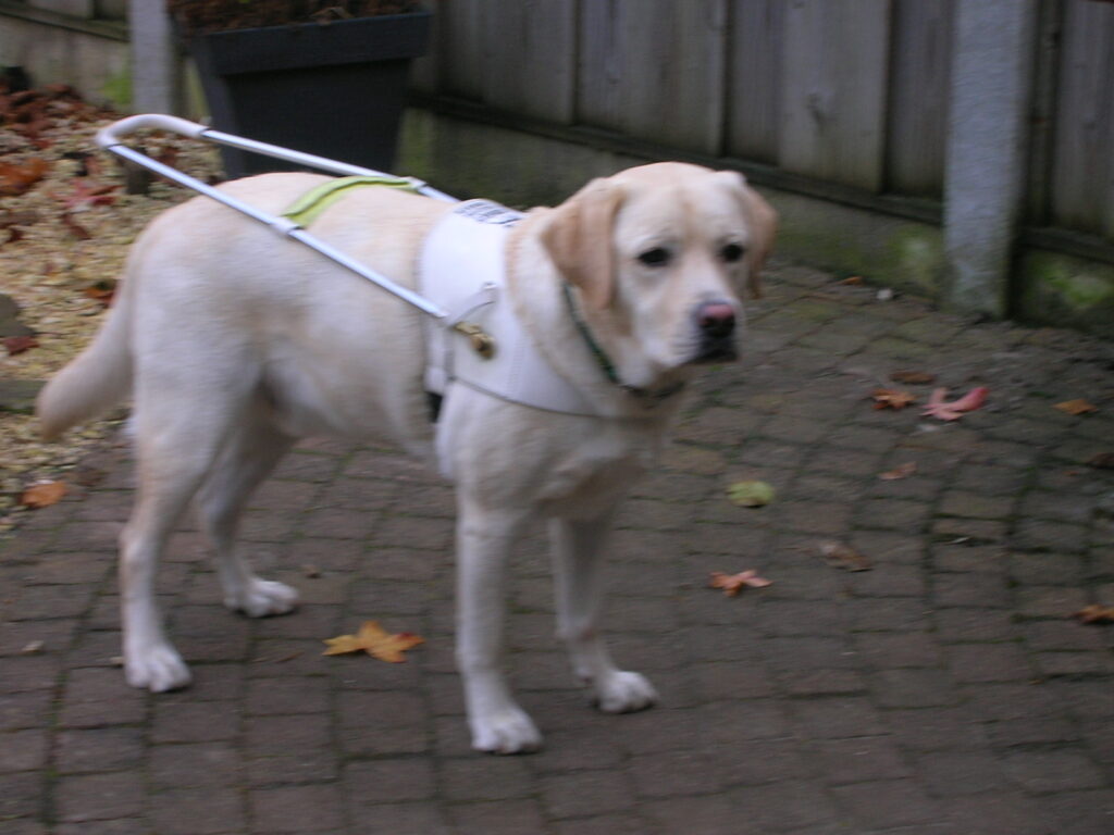 Foto van zeer blonde labrador, Umbar, die met zijn tuig aan staat, tijdens de instructieperiode van KNGF Geleidehonden in december 2009.