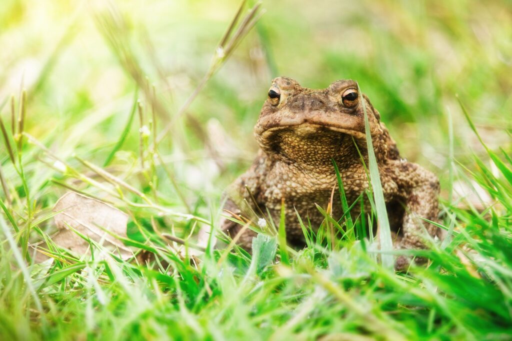 Foto van een pad, die in het gras zit.