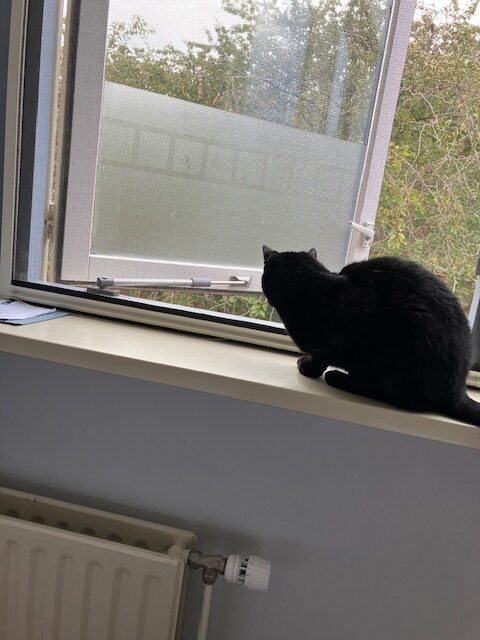 Foto van een zwarte kat, genaamd Monster, die ontspannen op de vensterbank zit voor een open raam. Tussen de kat en de buitenwereld zit een hor. De kat zit met zijn rug naar de camera en zijn oren zijn opmerkzaam naar voren gericht. Door het raam zijn verschillende tinten groen zichtbaar van bomen.