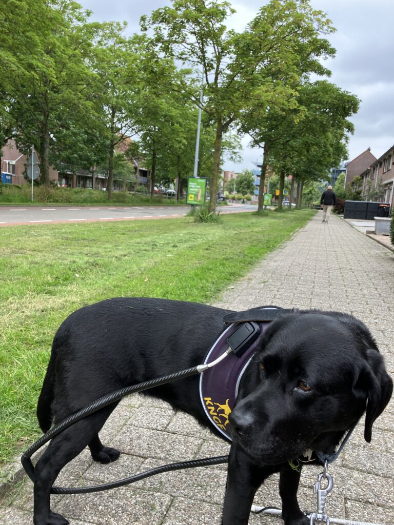 Foto van zwarte labrador Tarka die op een stoep staat. Ze draagt een paars geleidehondentuig van KNGF Geleidehonden. Het tuig zit echter niet op haar rug, maar hangt langs haar rechterflank. Haar rechterachterpoot (links op de foto) staat door het handvat van het tuig en haar rechtervoorpoot (rechts op de foto) zit door het leren rug/borstdeel heen. De omgeving is groen en er staan bomen. Op de achtergrond staan enkele huizen en er zijn verkeersborden zichtbaar.