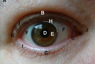 Close-up foto van de buitenkant van een menselijk oog met verschillende anatomische onderdelen die zijn aangegeven met letters. Het oog heeft een bruine iris en is scherp in beeld gebracht. De verschillende onderdelen zijn als volgt gemarkeerd: A = wenkbrauw, B = bovenooglid, C = onderooglid, D = pupil, E = regenboogvlies (iris), F = oogwit (sclera), G = traanafvoerpunten met daartussen het tranenmeer, H = rand van het hoornvlies (cornea), I = wimpers, J = mediale ooghoek en K = laterale ooghoek.