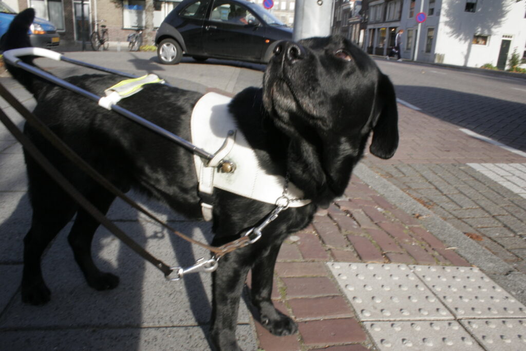 Foto van zwarte labrador Bartele, die staat met zijn blindengeleidehondentuig aan. Hij kijkt om.