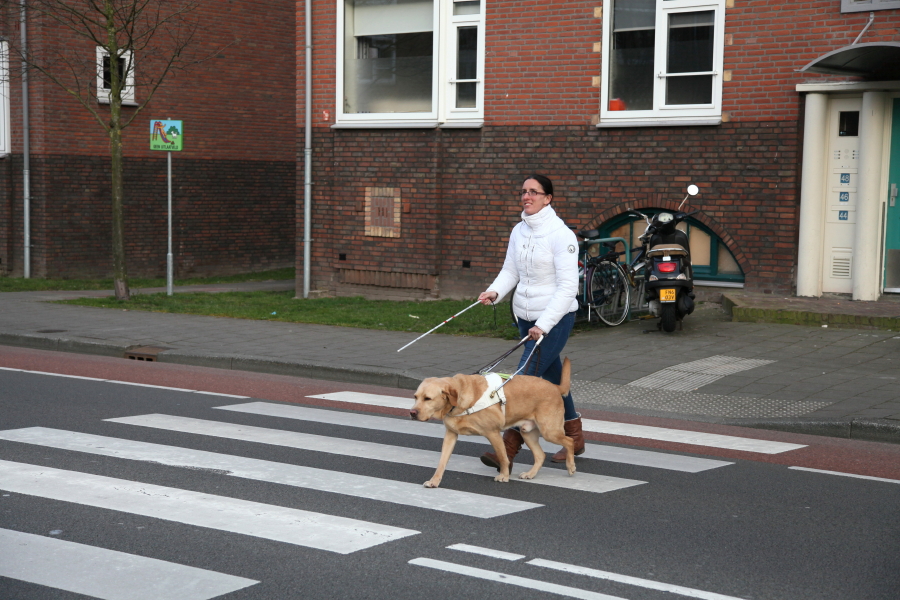 Foto van Debby die met haar blindengeleidehond, Tobias, een straat in Weesp oversteekt. Tobias is een goudblonde labrador.