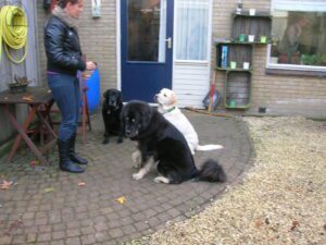Debby geeft hondenkoekjes aan drie zittende honden. Namelijk Umbar (zeer blonde labrador), Bart (zwarte labrador) en Jansen (Tibetaanse mastiff) in de tuin van het adoptiegezin.