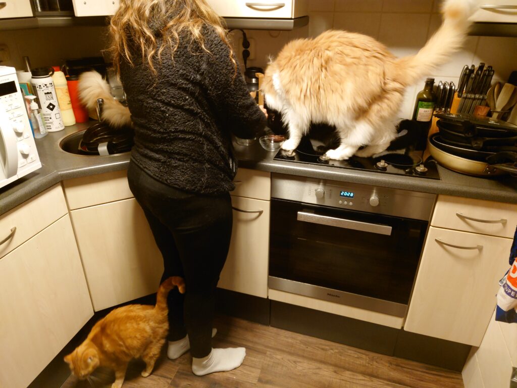 Foto van Debby die bij het aanrecht staat om de katten te voeren. Op het aanrecht zitten drie katten, waarvan één kleine zwarte kater (monster en twee grote, rood-witte Maine Coon katers (Dopey en Dommel). Op de grond staat een kleine rode kater (Gimli).
