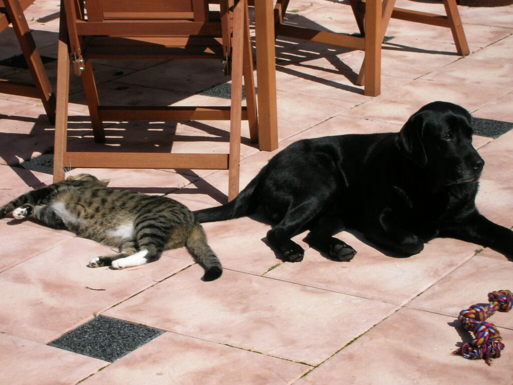 Foto van zwarte Labrador Bartele en cyperse kat Candor, die op een zomerse dag naast elkaar in de tuin liggen.