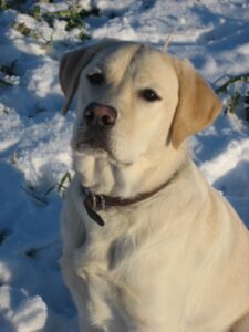 Zeer blonde labrador pup, Umbar, speelt in de sneeuw.