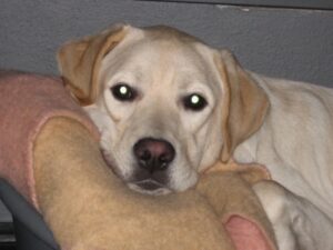 Zeer blonde labrador pup, Umbar, ligt in zijn mandje bij zijn tweede pleeggezin.