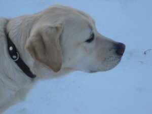Zeer blonde labrador, Umbar, als pup bij zijn tweede pleeggezin. Foto is van opzij genomen.