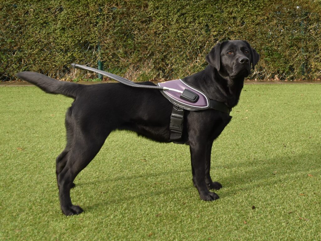 Foto van zwarte Labrador Tarka met haar blindengeleidehondentuig aan. Gemaakt in de instructieweek bij KNGF Geleidehonden in februari 2019.