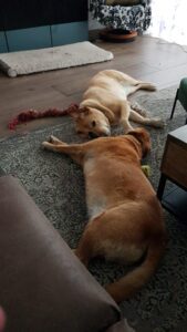Foto van blonde labrador Tobias en zijn nicht Una. Ze zijn uitgeput na een stoeipartij.