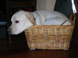Zeer blonde labrador, Umbar, ligt in het huis van de ouders van Debby in het kattenmandje van kat Goofy. Zijn kop steunt op de rand.