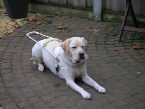 Zeer blonde labrador, Umbar, ligt voor het laatst met zijn tuig aan in de tuin van zijn adoptiegezin.